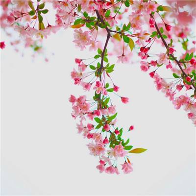 英雄皇冠bt版下载